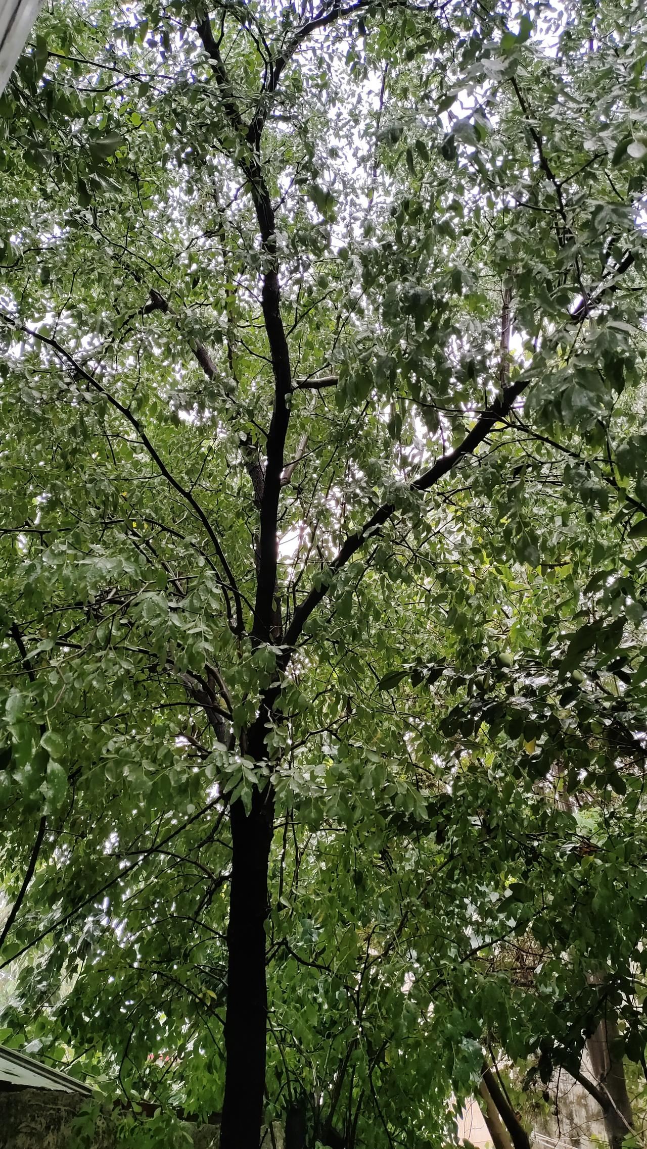 今年的枣子都落了
又是几个月没回老家，进到院子里就看到枣树下落了许多红枣子，枣树