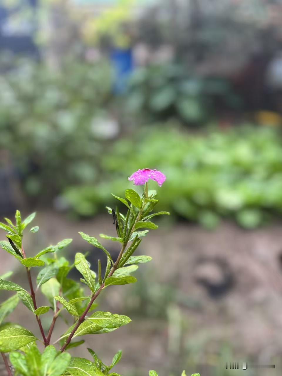 家长对待学习的态度对孩子的影响是很大的。
周末，跟娃的英语补习老师聊了会，终于明