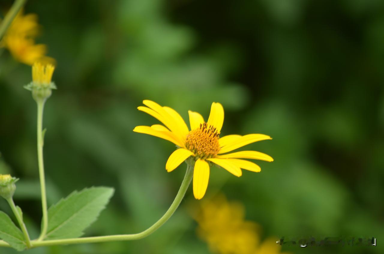 #六七十年代的人也有生活压力吗？#.
有压力，要盖房的，那时候盖房都是土坯房，要