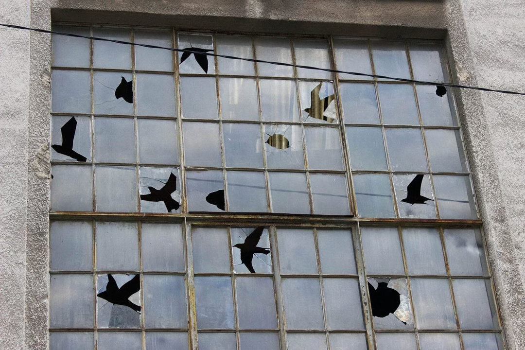 👀🐦 