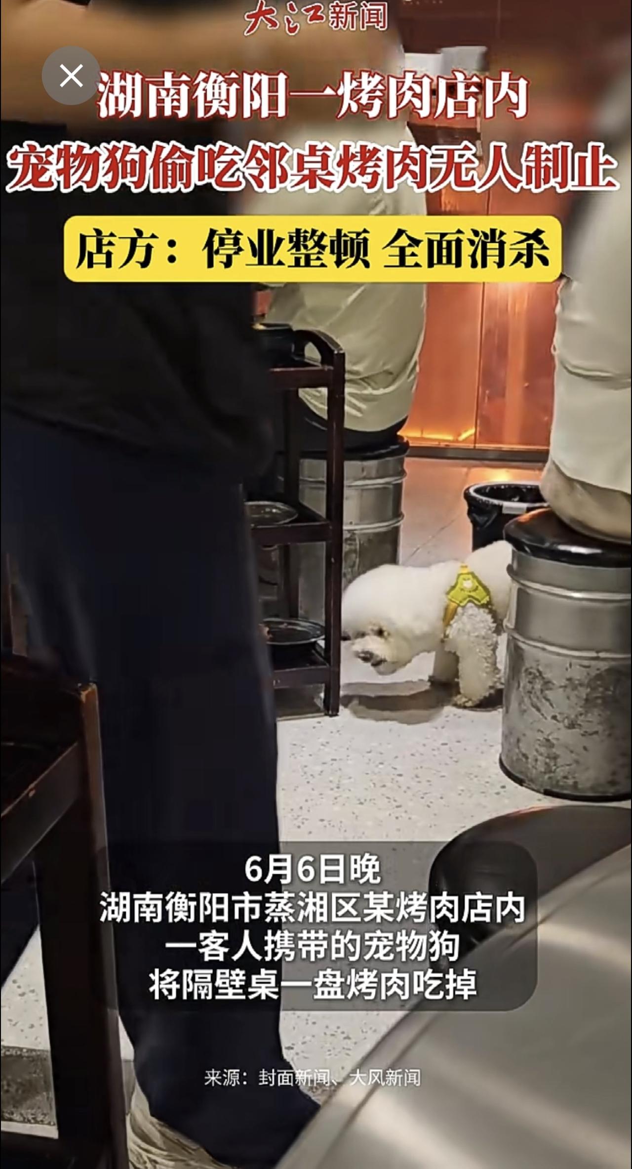 湖南一烤肉店内，宠物狗偷吃邻桌烤肉无人制止，门店负责人回应