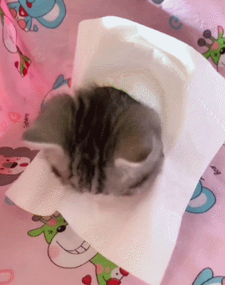 猫猫：这是我带过的最坏的铲屎官了 