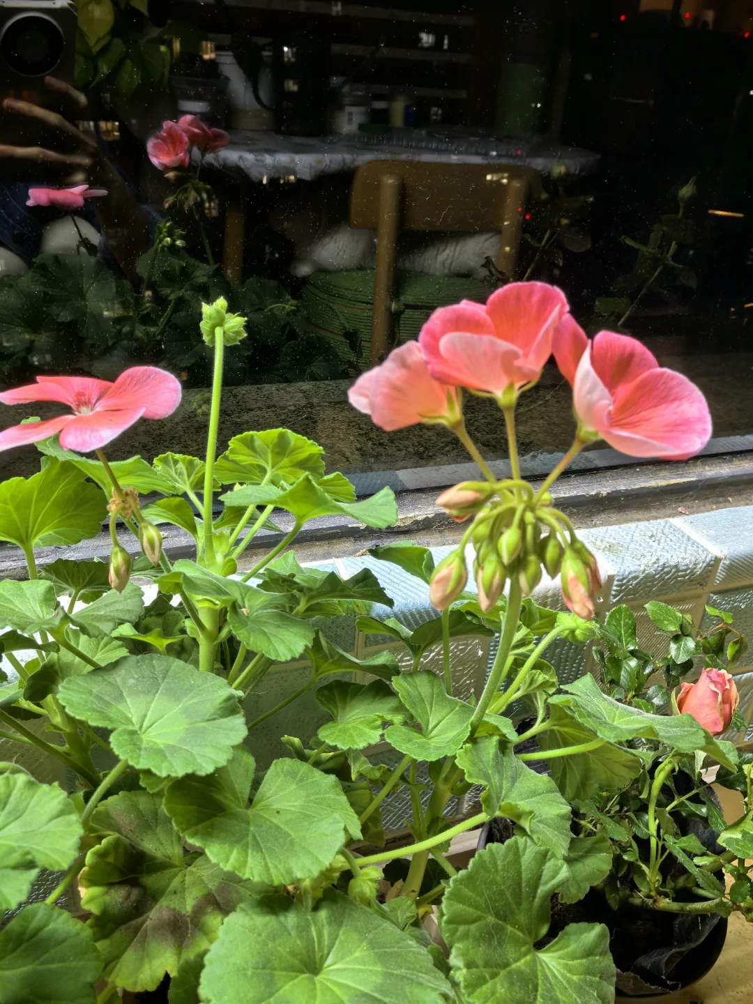 请教为什么这个天竺葵花苞不同时开呢。。