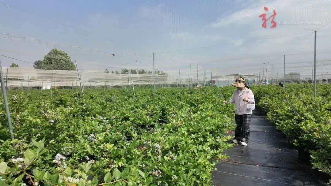 武汉文旅资讯  【新洲首个盆栽蓝莓园开园】5月22日，新洲区可可豆蓝莓园开园，采