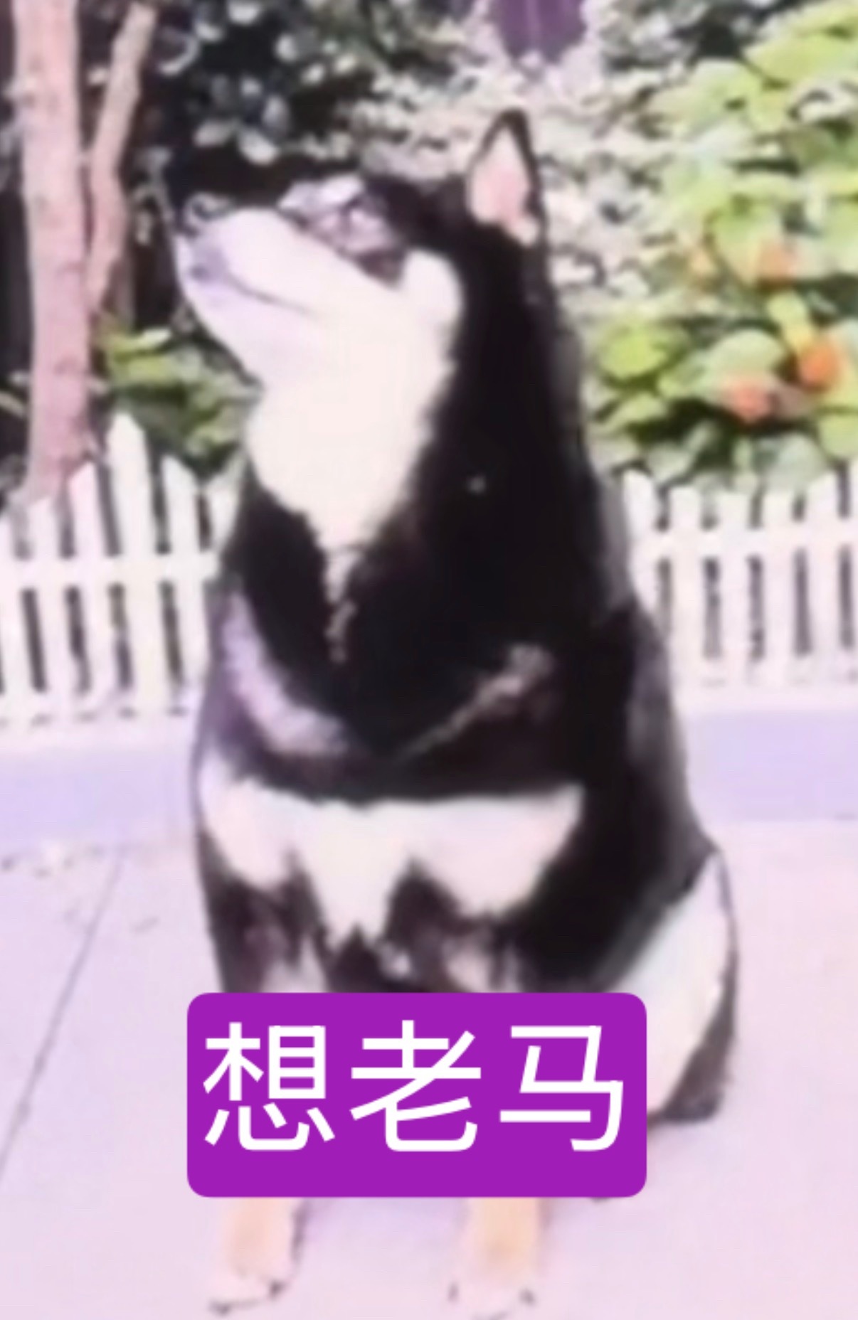 马嘉祺 我每天 