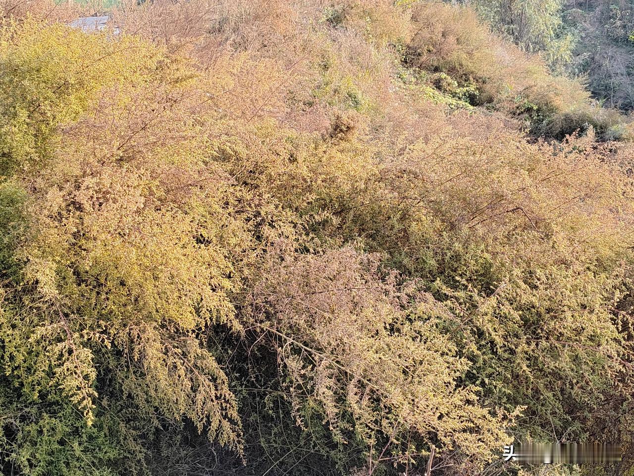 #随手拍张照#
       哇，这 up 主的风景照也太美了吧，随手一拍都是大