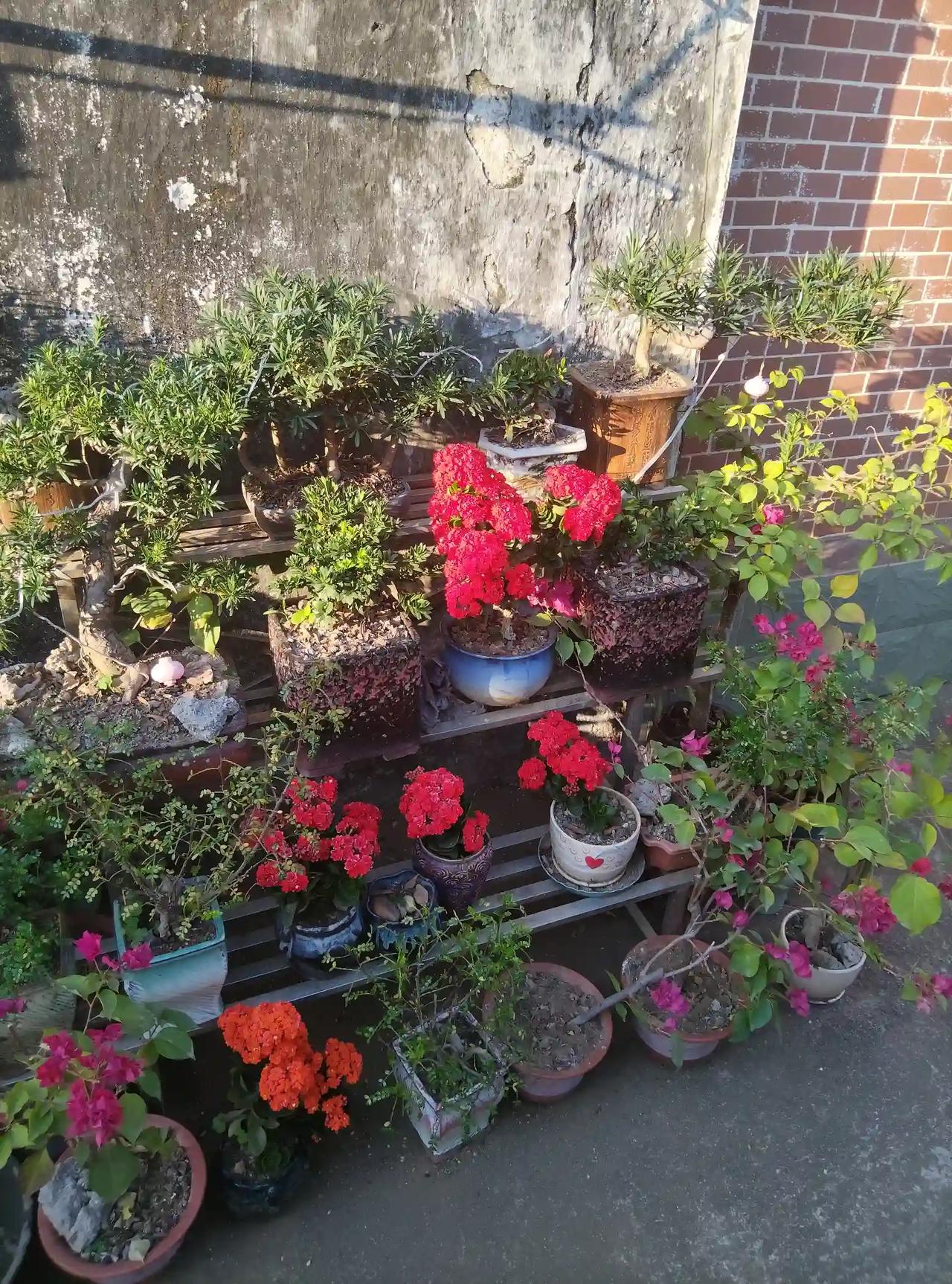 小小的盆景虽不起眼，却能给人带来浓浓的春天气息。春天已至，花儿开得烂漫又热烈，处