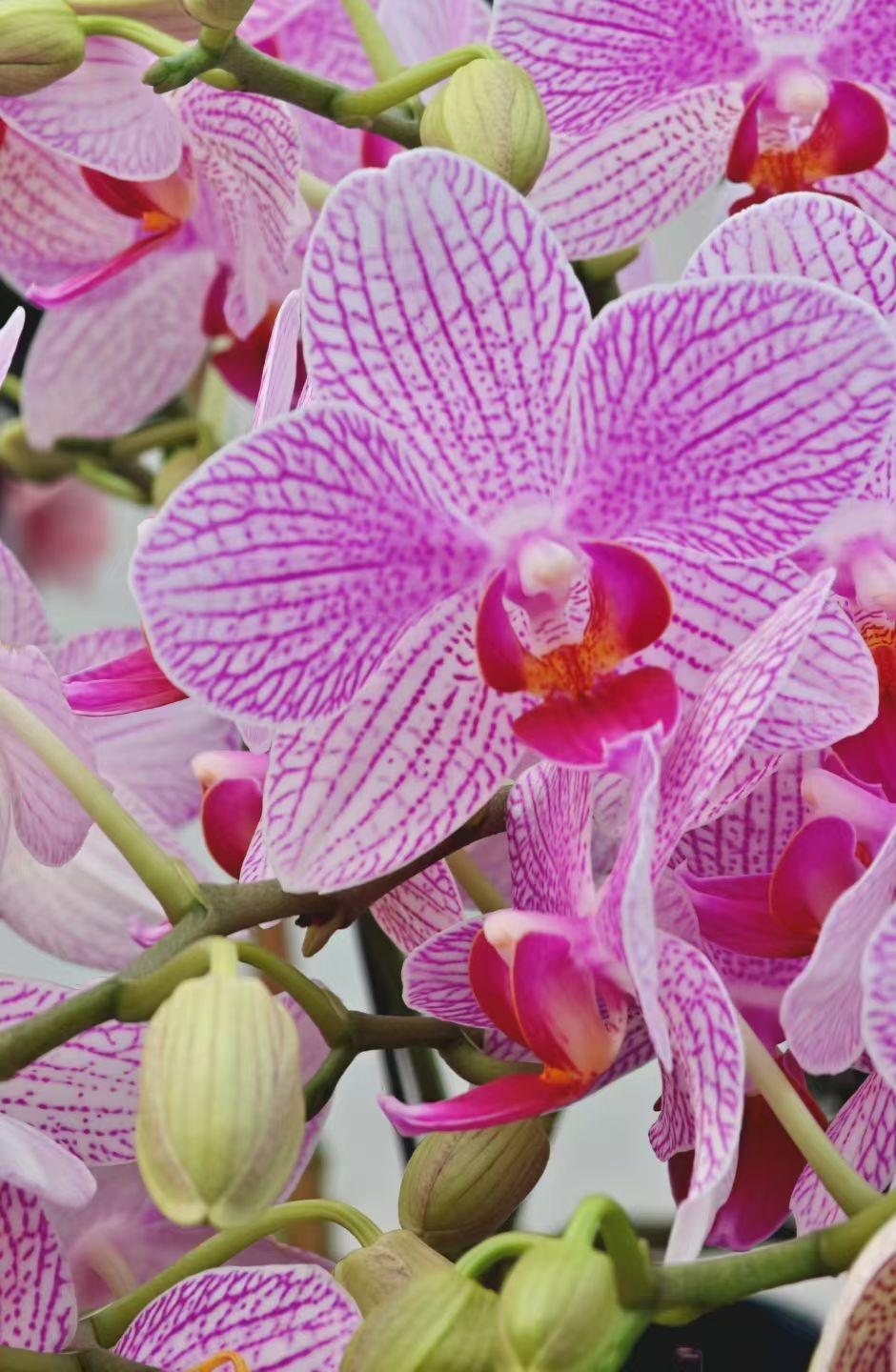 分享手机里的花花草草蝴蝶兰开得正好，粉紫的纹路在花瓣上舒展，像把春天的温柔都绣进