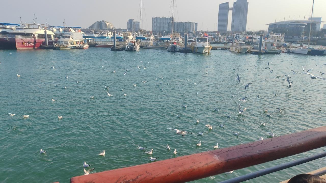 天冷了，海边的人也少了。不过天气不错，喂喂海鸥还是可以的。
日照的淡旺季还是很明