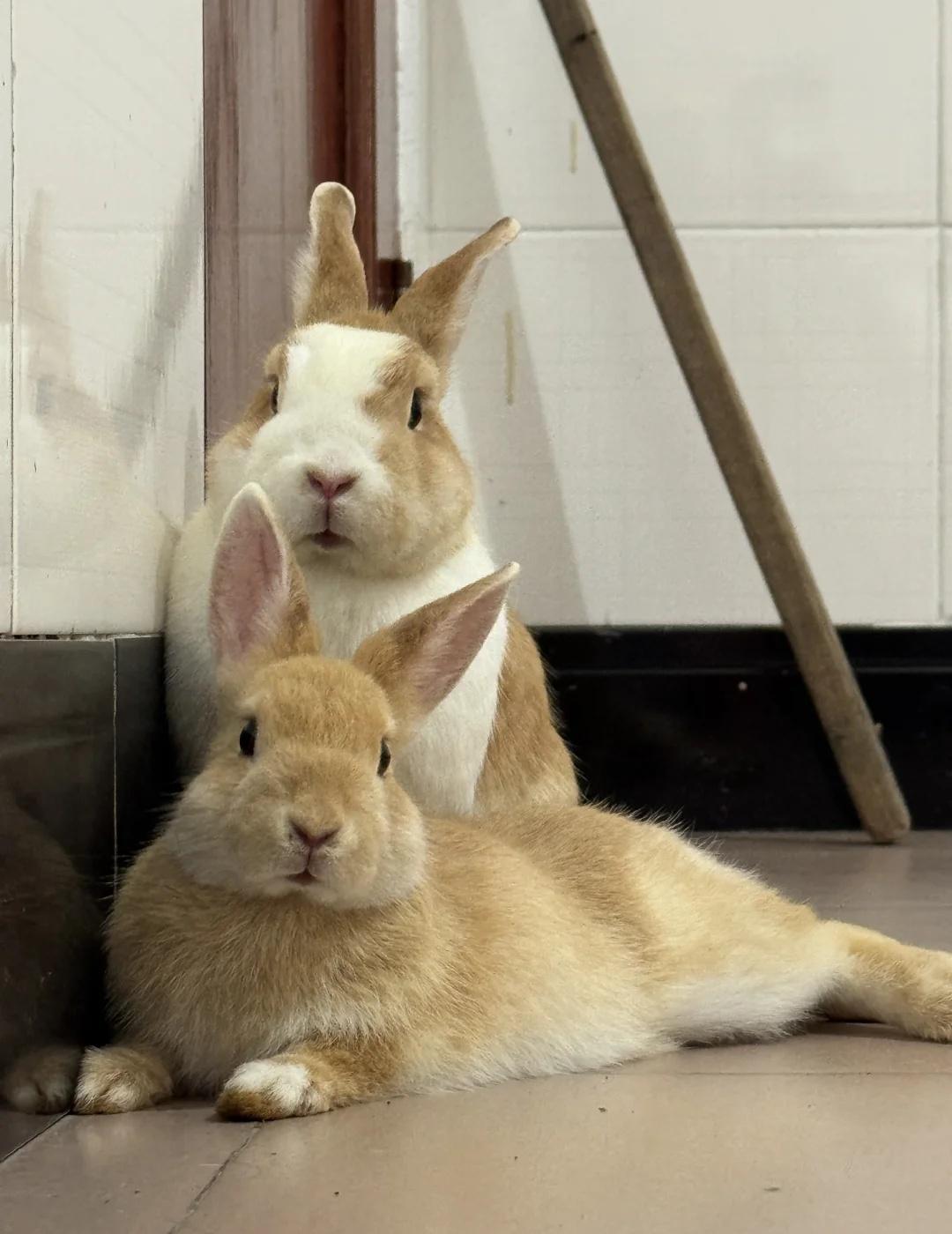 心动嘉兔 请转身🐰🥯
兔兔那么可爱 兔兔宝宝 兔子兔子 兔子日常 领养兔子
