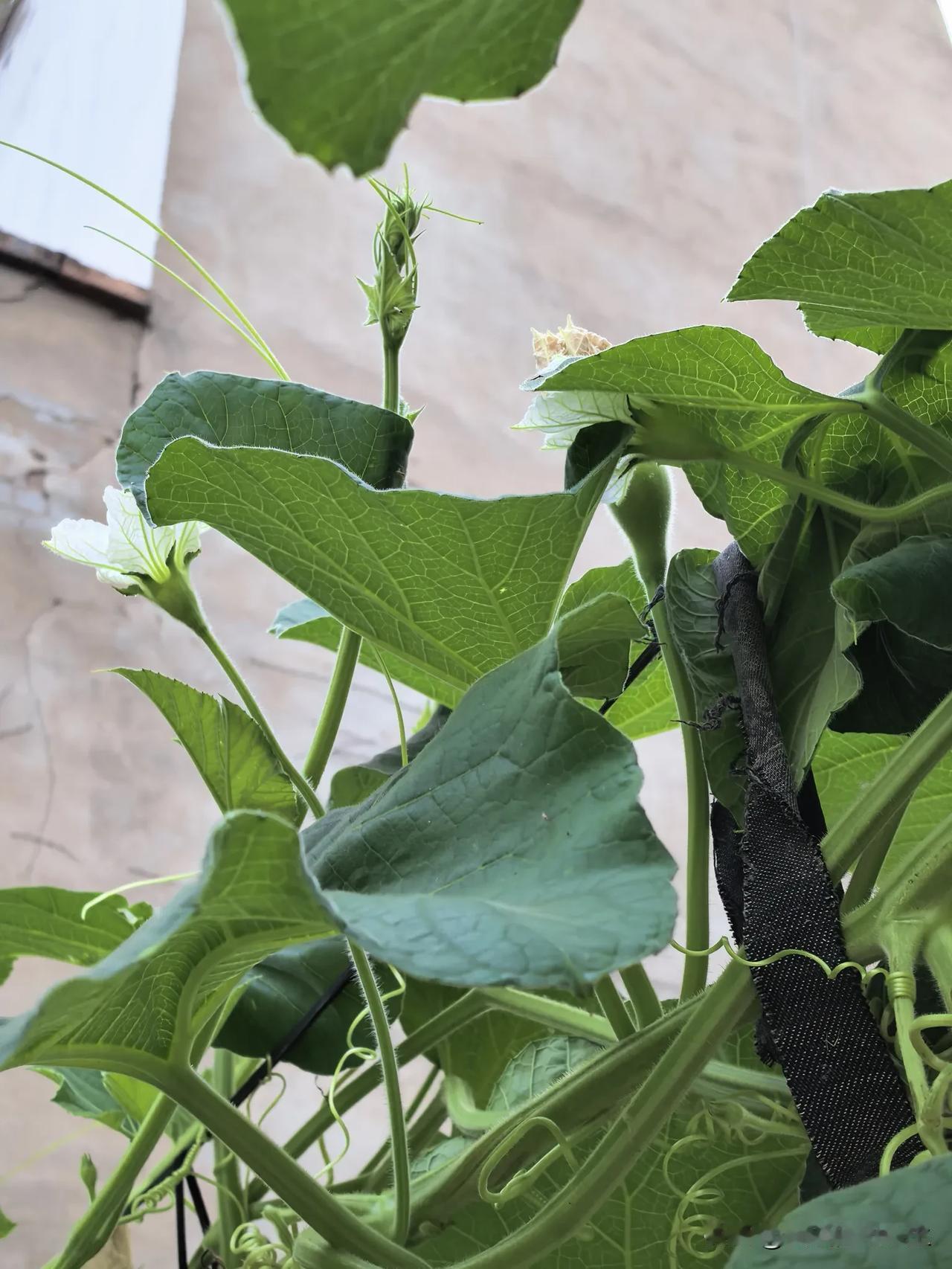 老家院里种了几棵葫芦，现在，已经开出了白色的小花，葫芦的雏形也初步呈现。

父亲