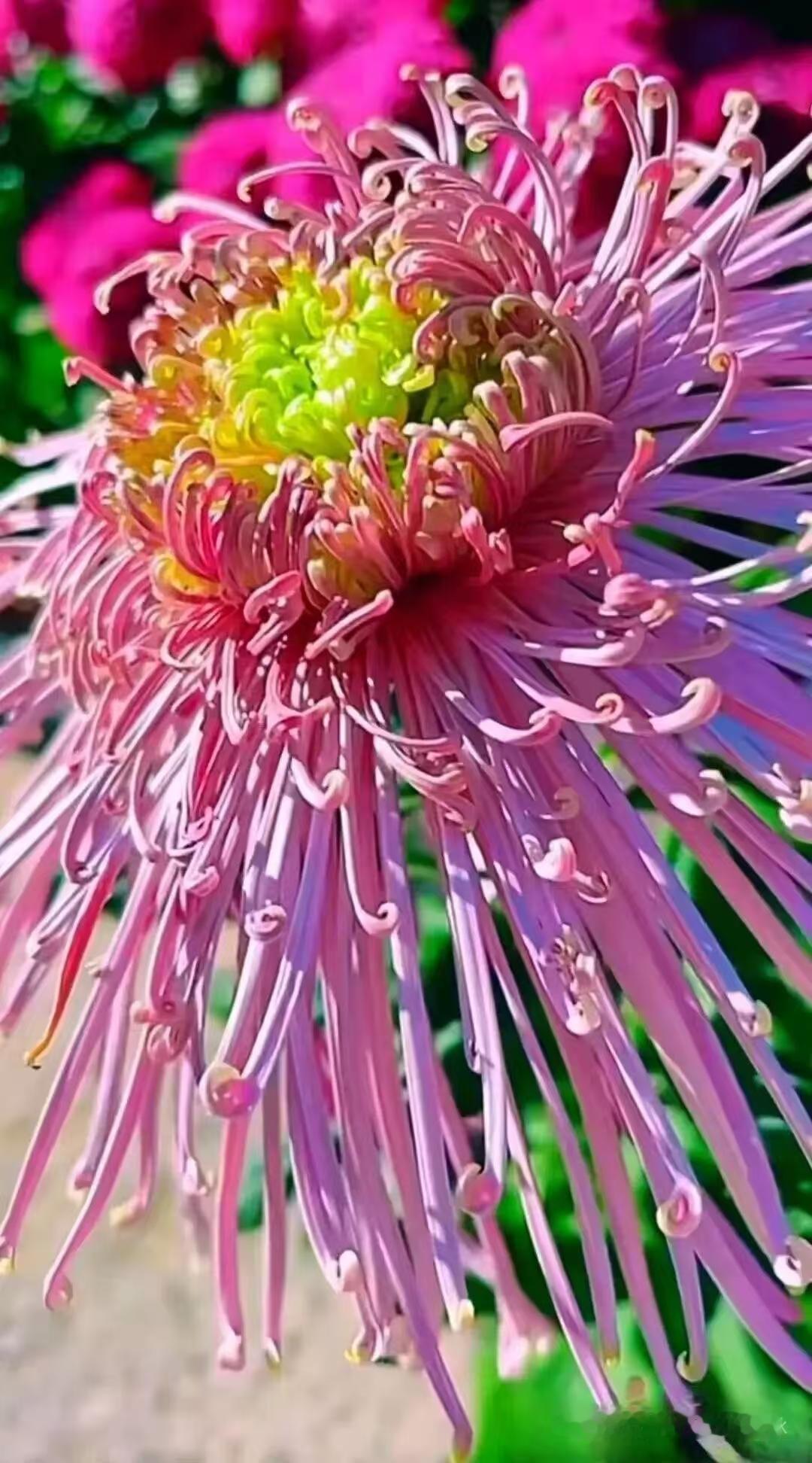 天净沙·盘龙嫦娥菊
抬头吐艳如龙，
姿柔色染嫣红。
垂瓣犹同袂拢。
广寒仙种，