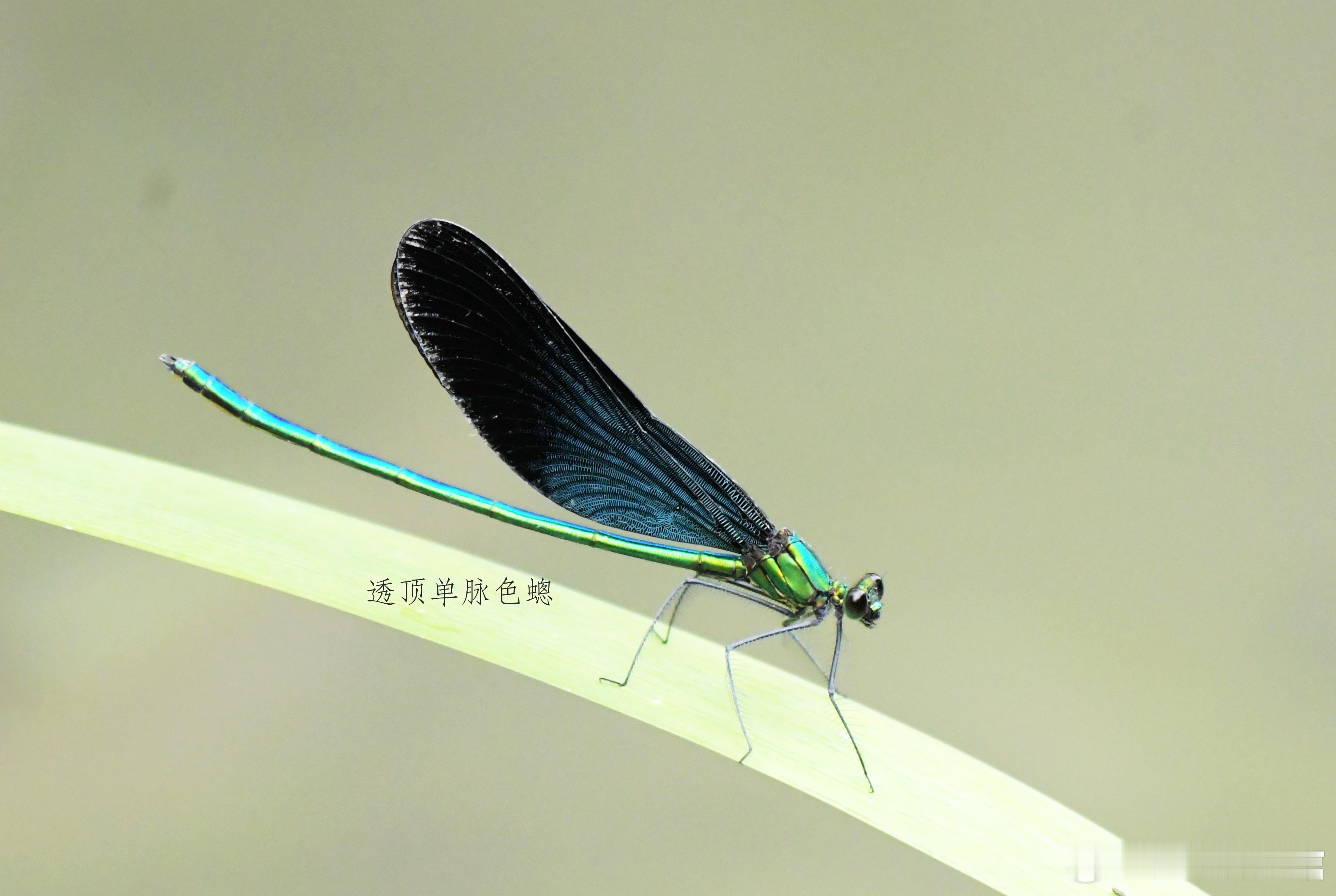 1370.“蟌”“蟌”忙忙。昆虫 ​​​