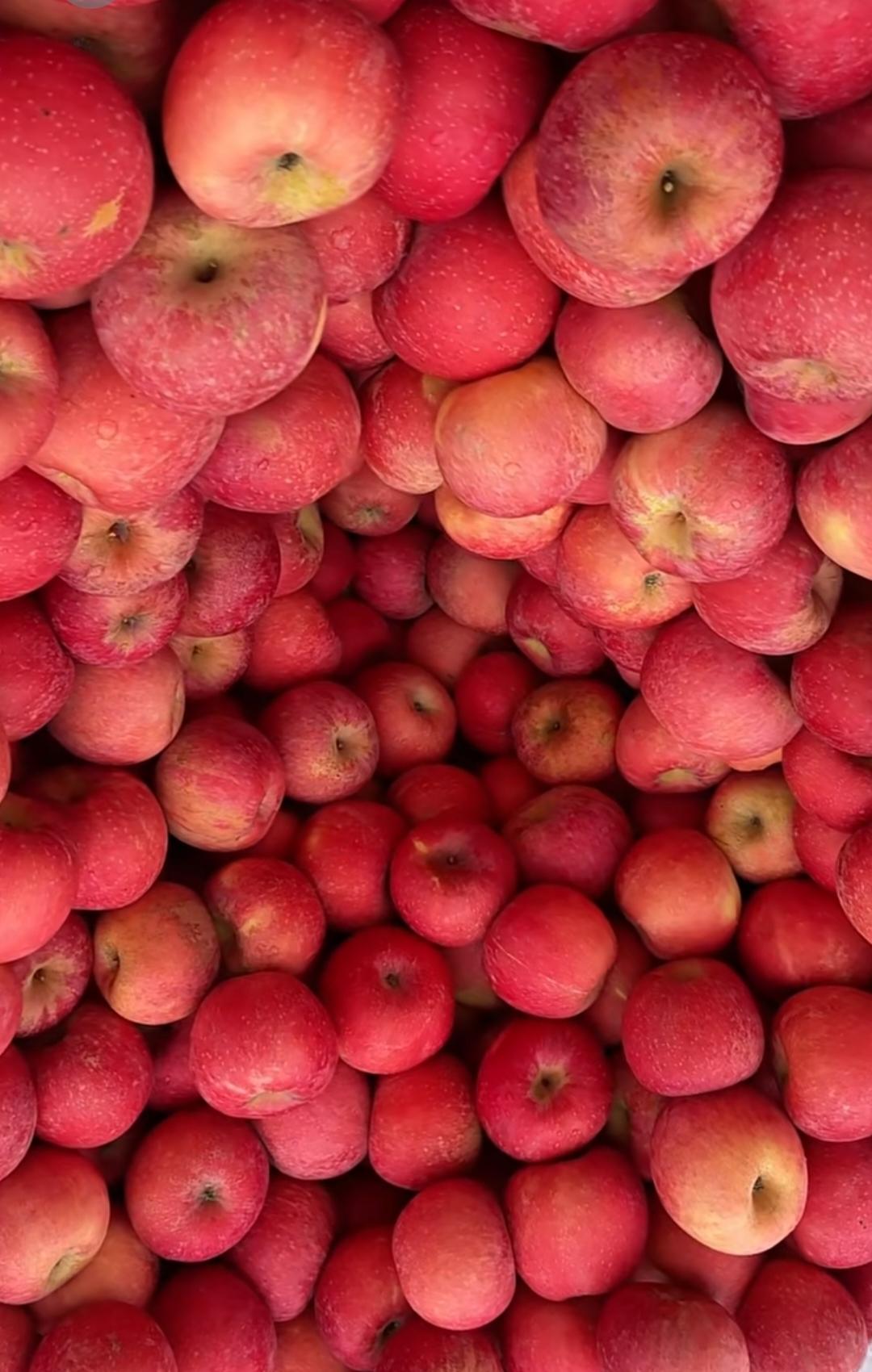 下图红富士苹果是85以上通货，价格为2.6元每斤，这价格真不高但我预计现在烟台冷