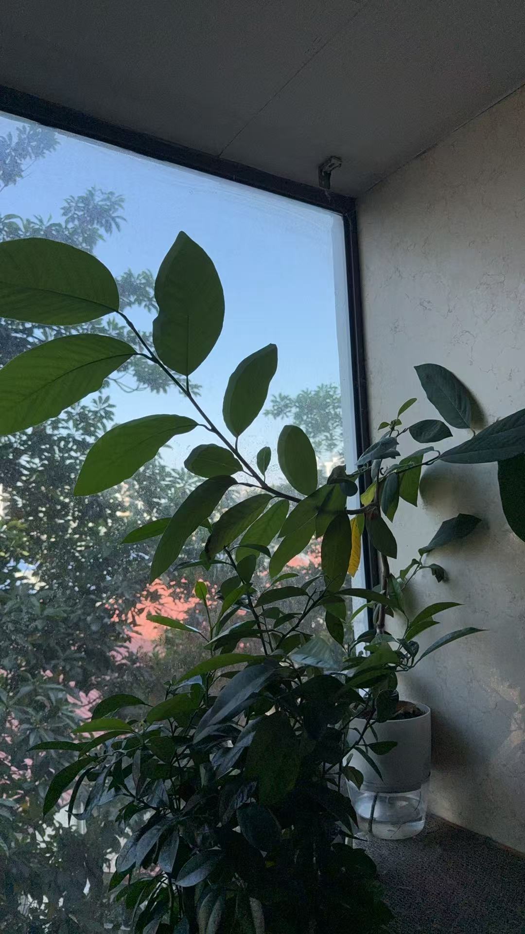 去年看到释迦小苗很好看，就买了一棵种在花盆里，它也活得很好。后来在曼谷逛街，路边