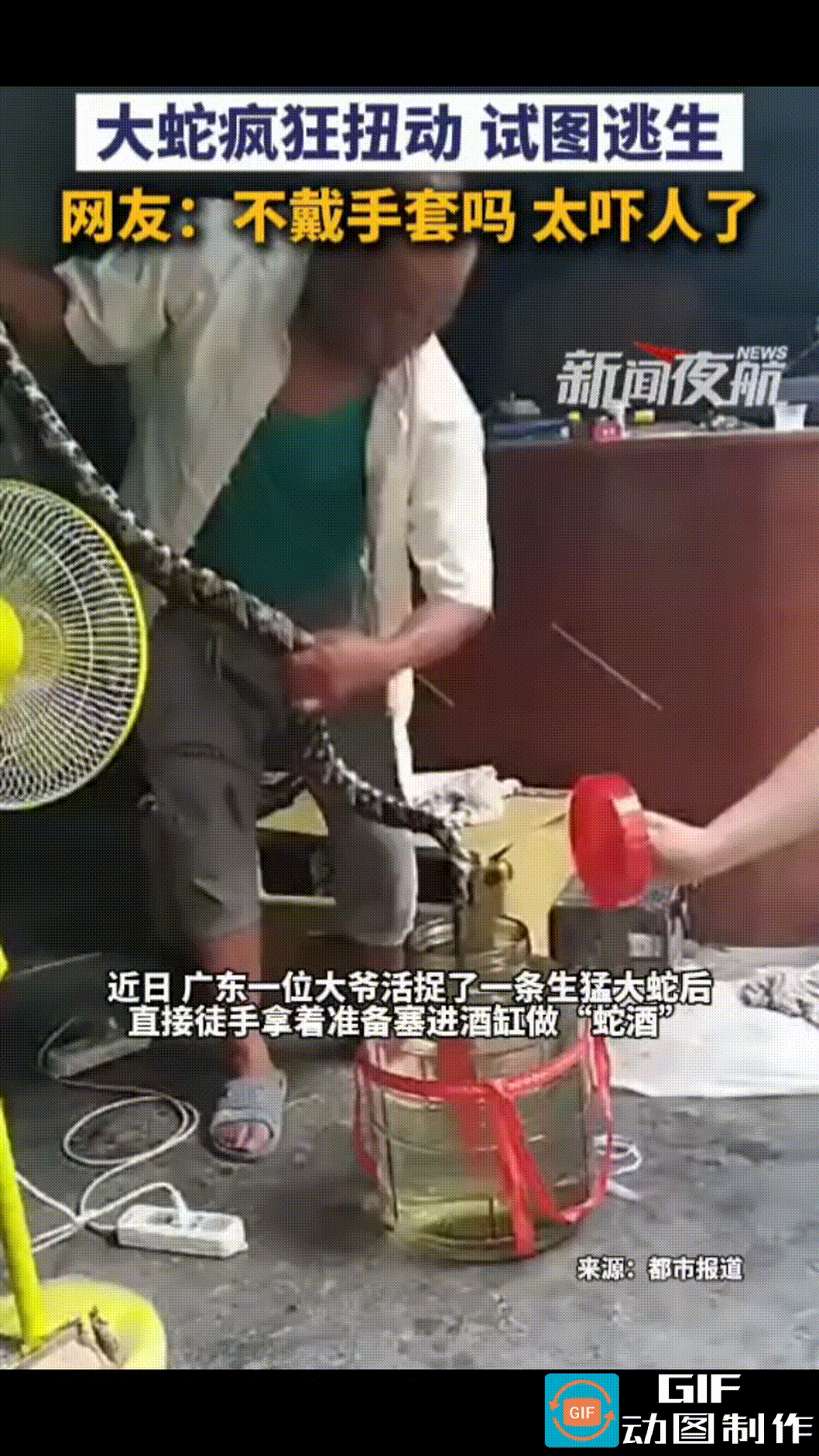 广东一位大爷硬核抓蛇泡酒，场面看着十分骇人。
大爷手套也不戴，徒手抓着一条腕口粗
