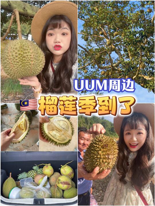 🇲🇾UUM周边｜去华人的榴莲园实现榴莲自由🆓