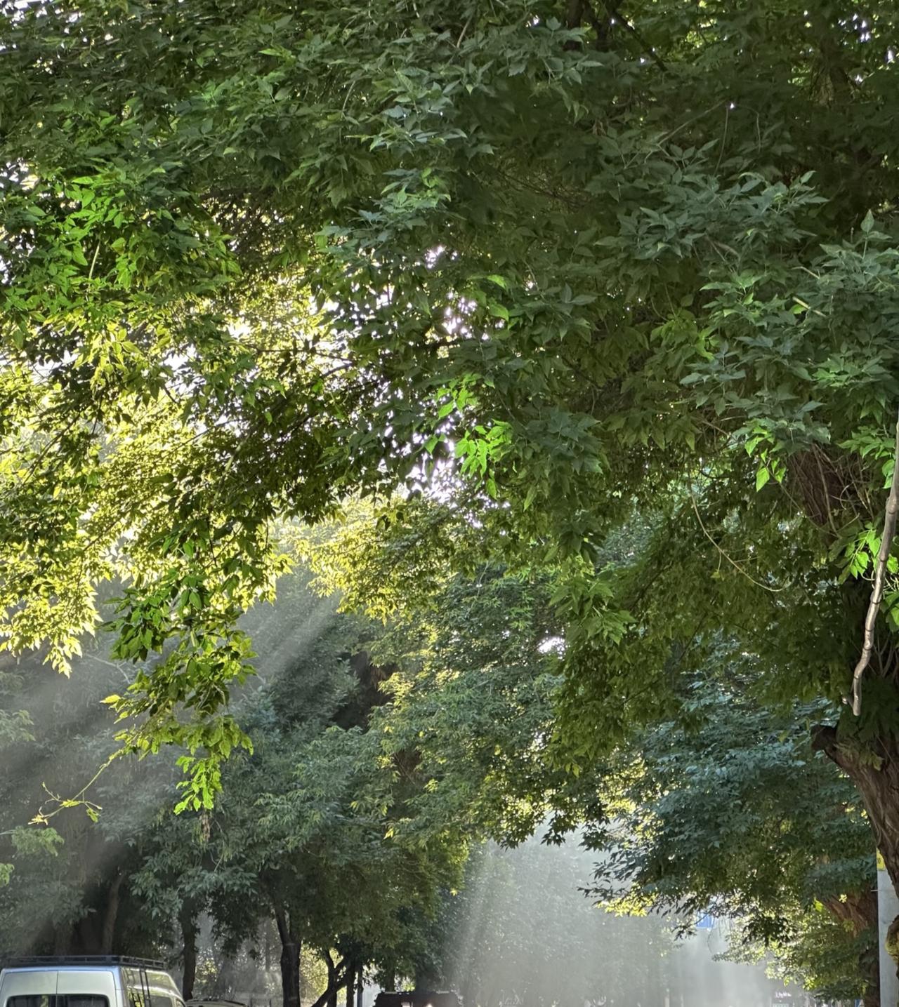 今早出门拐进这条街，一下子就被眼前的画面撞进了心里。阳光穿过层层叠叠的梧桐叶，在