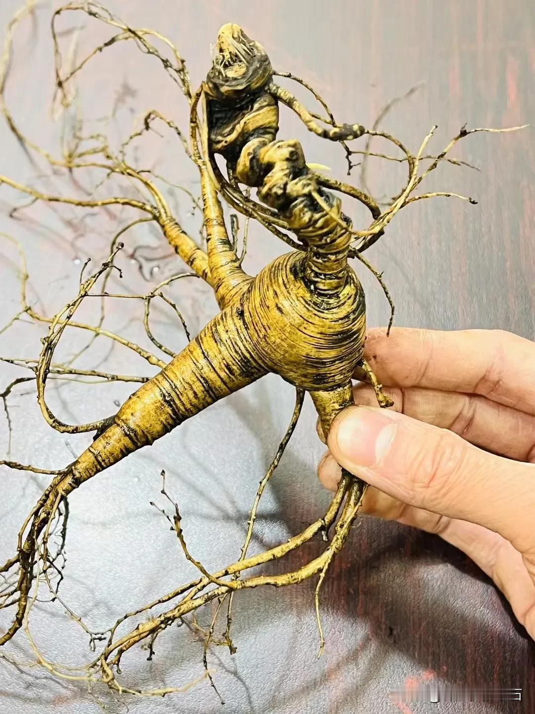 《惊蛰吃参正当时！中医世家传了3代的"参气充电法"，打工人必看》

惊蛰雷鸣响，