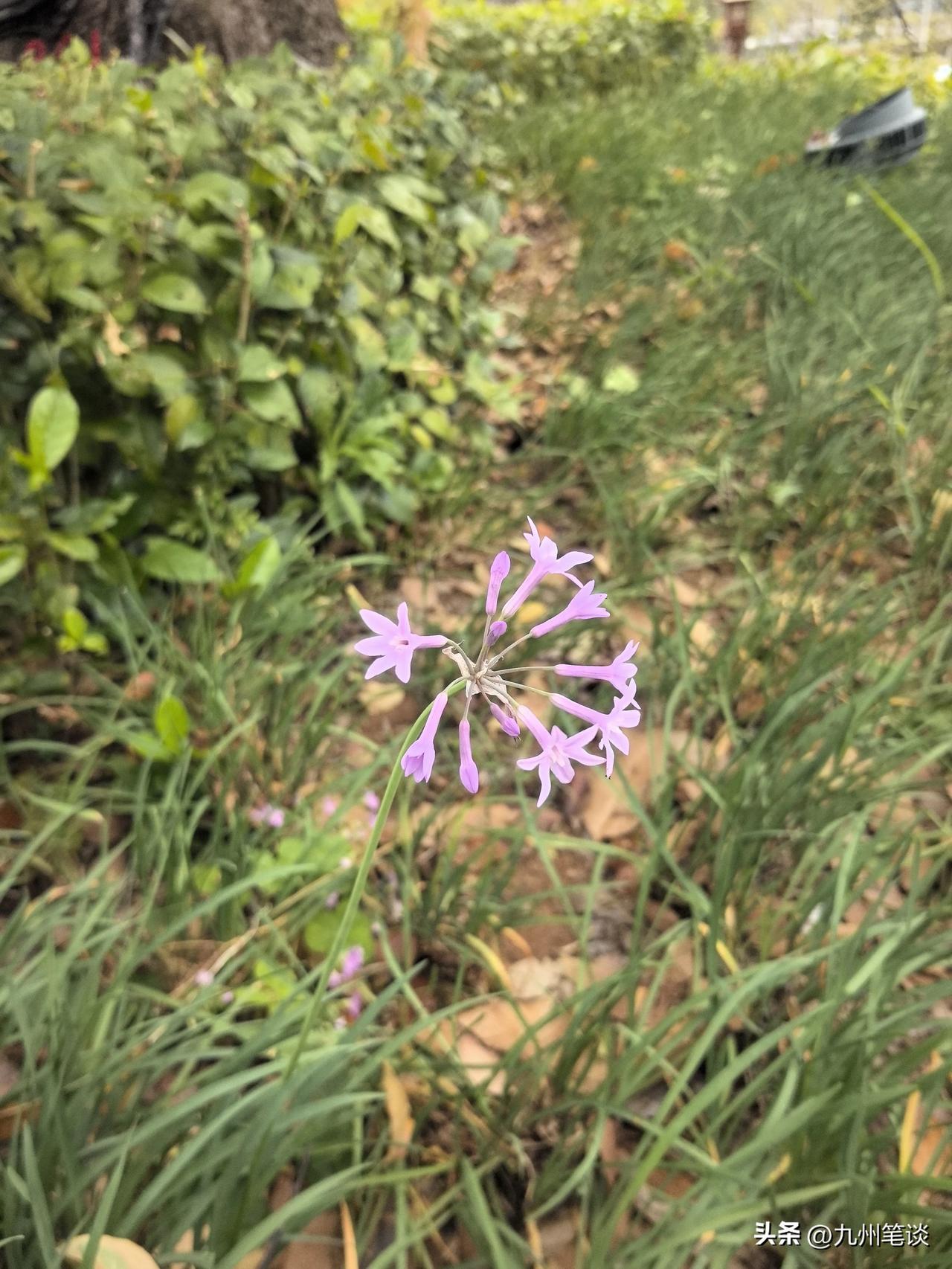 韭菜花？这是什么神仙花花草草？紫色的小花弱不禁风又温柔可爱？你认识吗？

叶子就