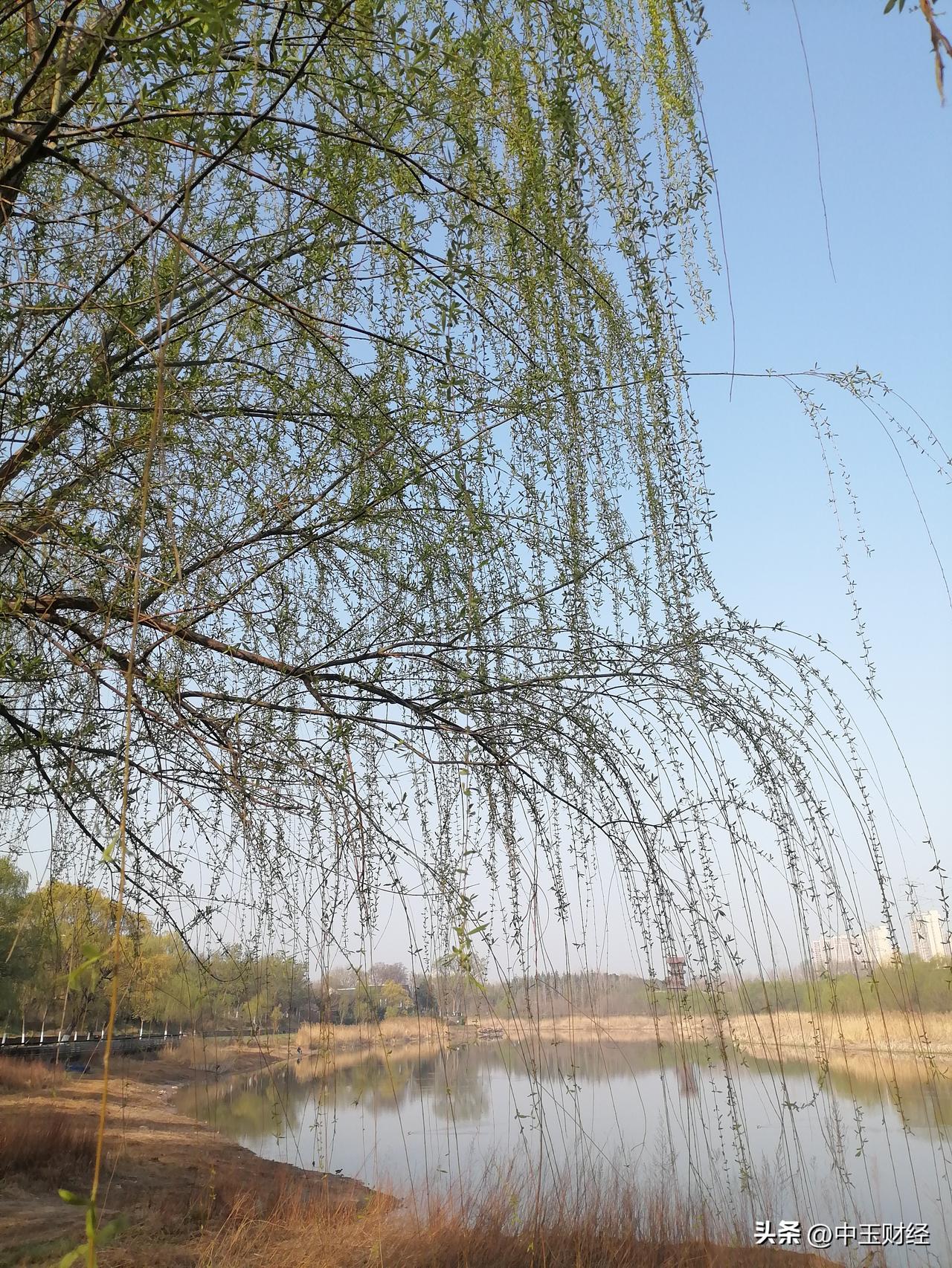 抬头望向湛蓝色的天空，纯净得没有一丝杂质，仿佛一块巨大的蓝色绸缎。这样的画面，就