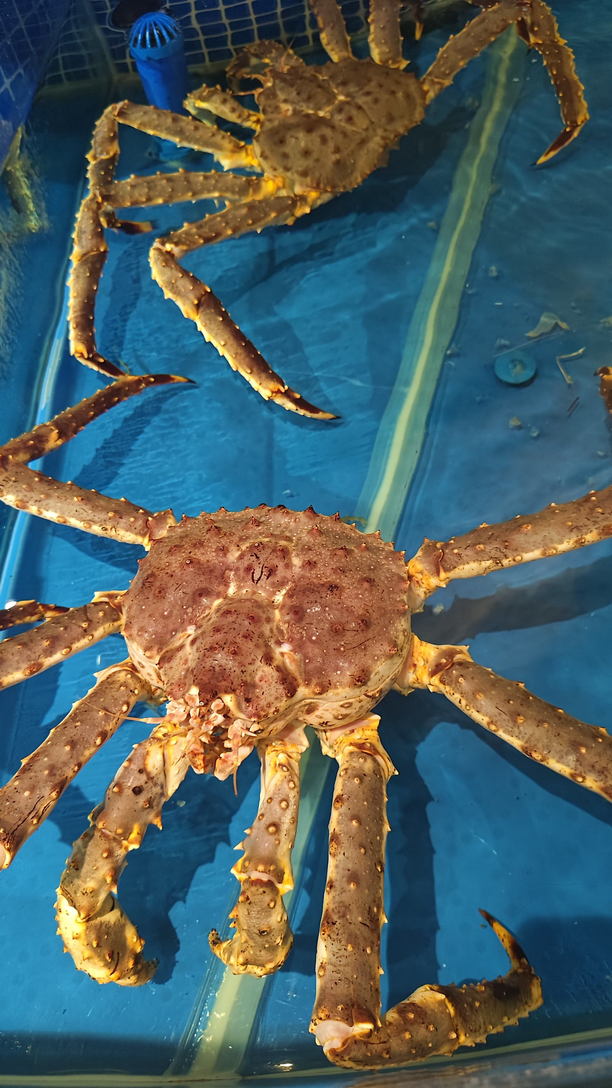 帝王蟹不应进入学校食堂 没吃过，价格又比市面上便宜，大学舍友一起拼单尝尝怎么了.