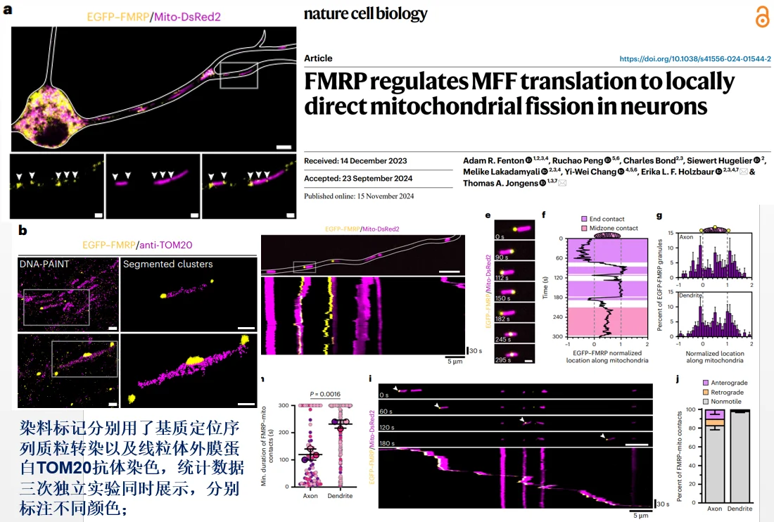 Nature大子刊：神经元线粒体裂变的新机制