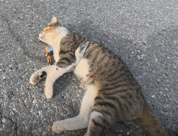【赵朔公布悟空出事细节小猫悟空疑中毒身亡】5月4日，赵朔发视频公布悟空出事当天的