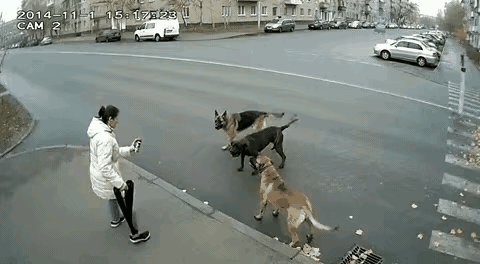 防狼喷雾不仅仅对狼有效，对付狗也是效果拉满