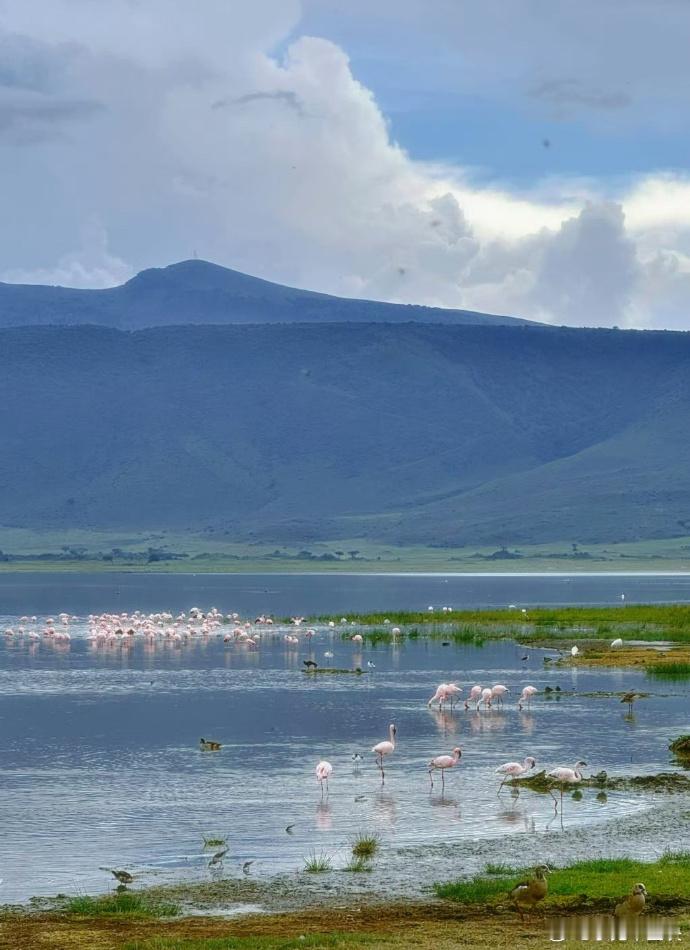 马嘉祺 金色旷野 在《青春环游记》即兴模仿草原动物动作，用肢体传递生命跃动。他的