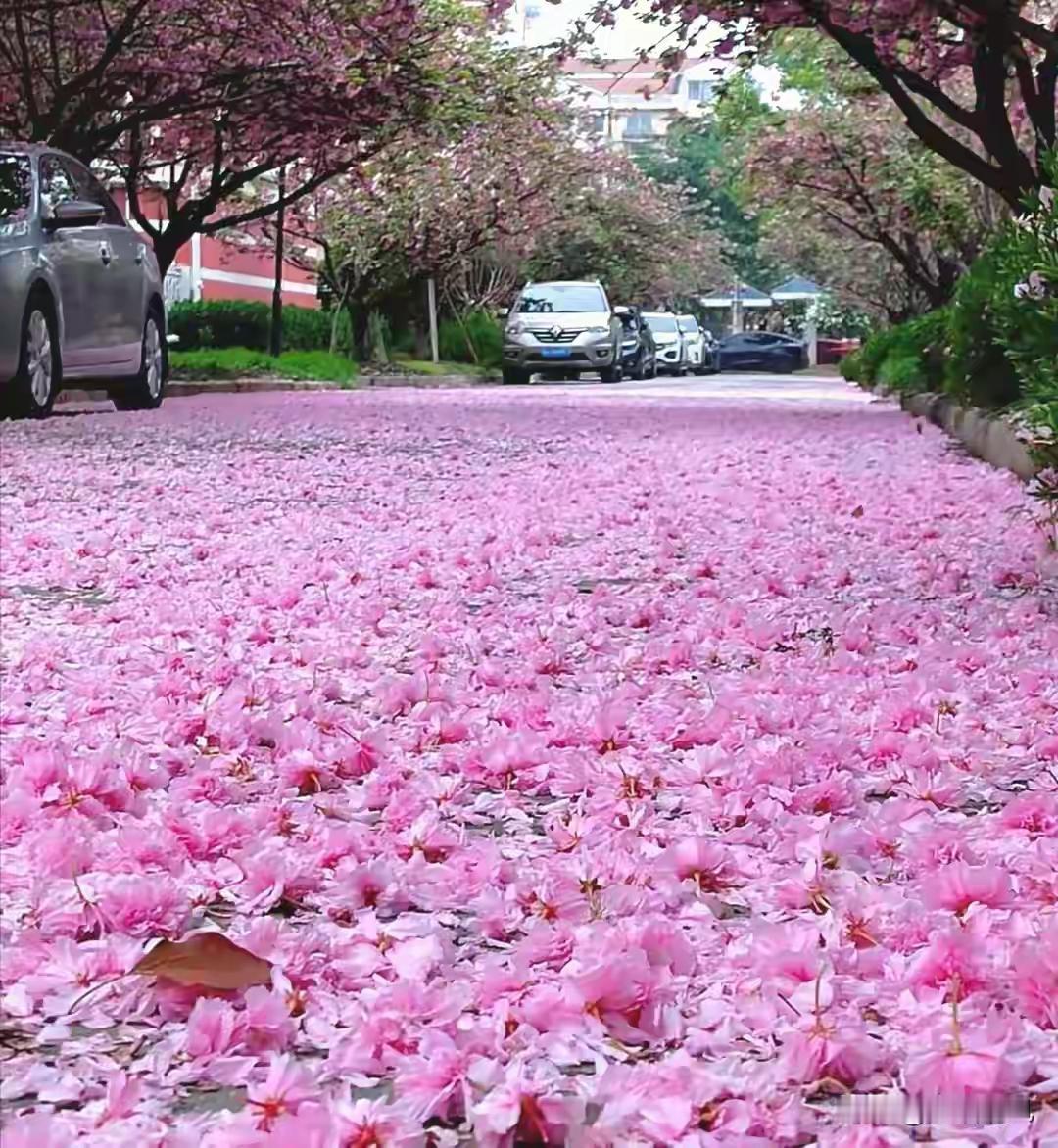 …… 惊叹落樱铺路 …

… 万花凋谢总关情
… 落樱缤纷动心旌
… 朱颜余彩铺
