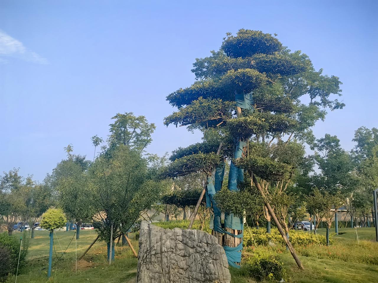 连续多日的阴雨天终于暂停了，今天洛阳天气预报多云，气温25℃-33℃。这天气太给