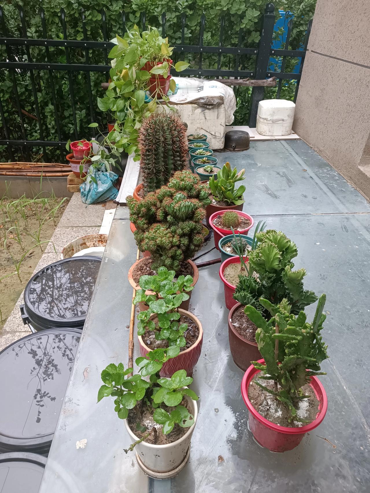 绿植雨后的阳台角落，是绿植编织的诗意小世界。仙人掌苍劲、多肉萌趣、绿萝轻垂，每株