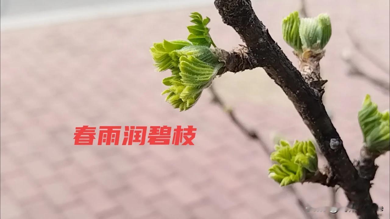上联：秋霜催黄叶，诚邀下联春雨润碧枝