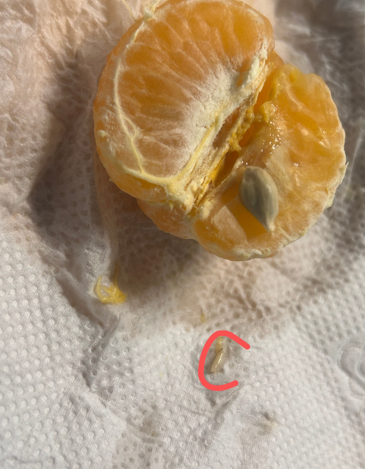 橘子我从未怀疑过你我恨我看到了这条，一搜果冻橙也有虫，天塌了… 