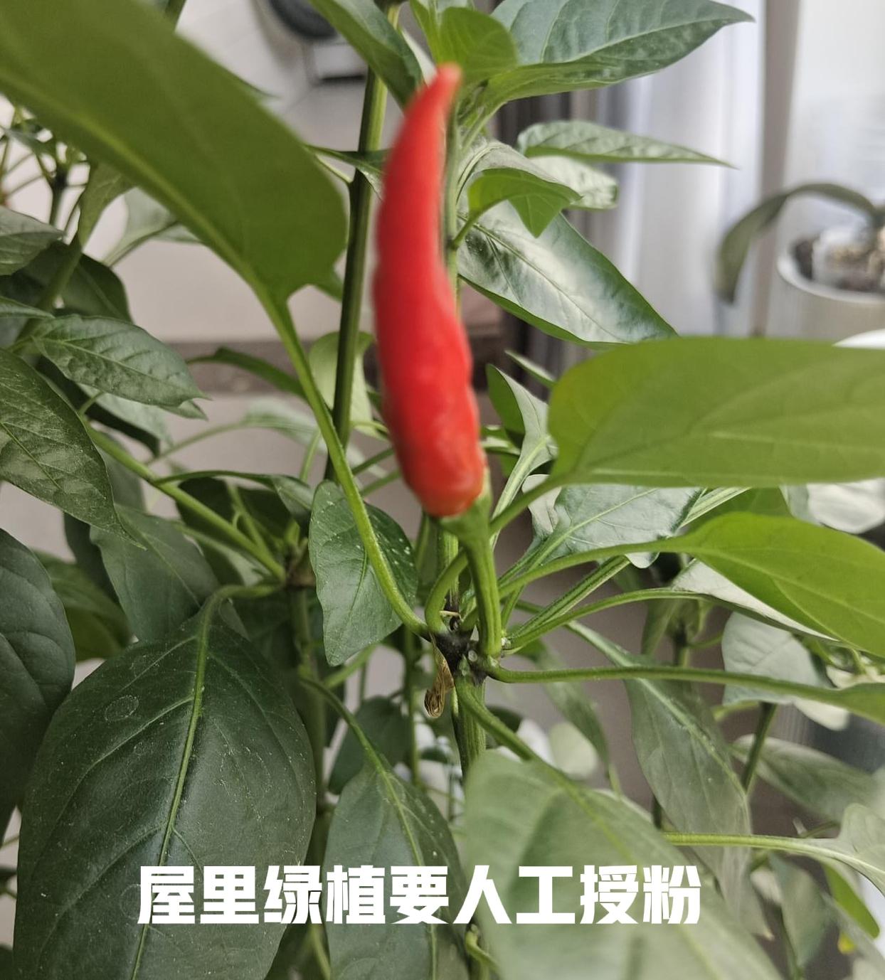 我阳台上的辣椒只结了一个辣椒，后来才知道少了两道工序

我阳台上的辣椒只收获了一