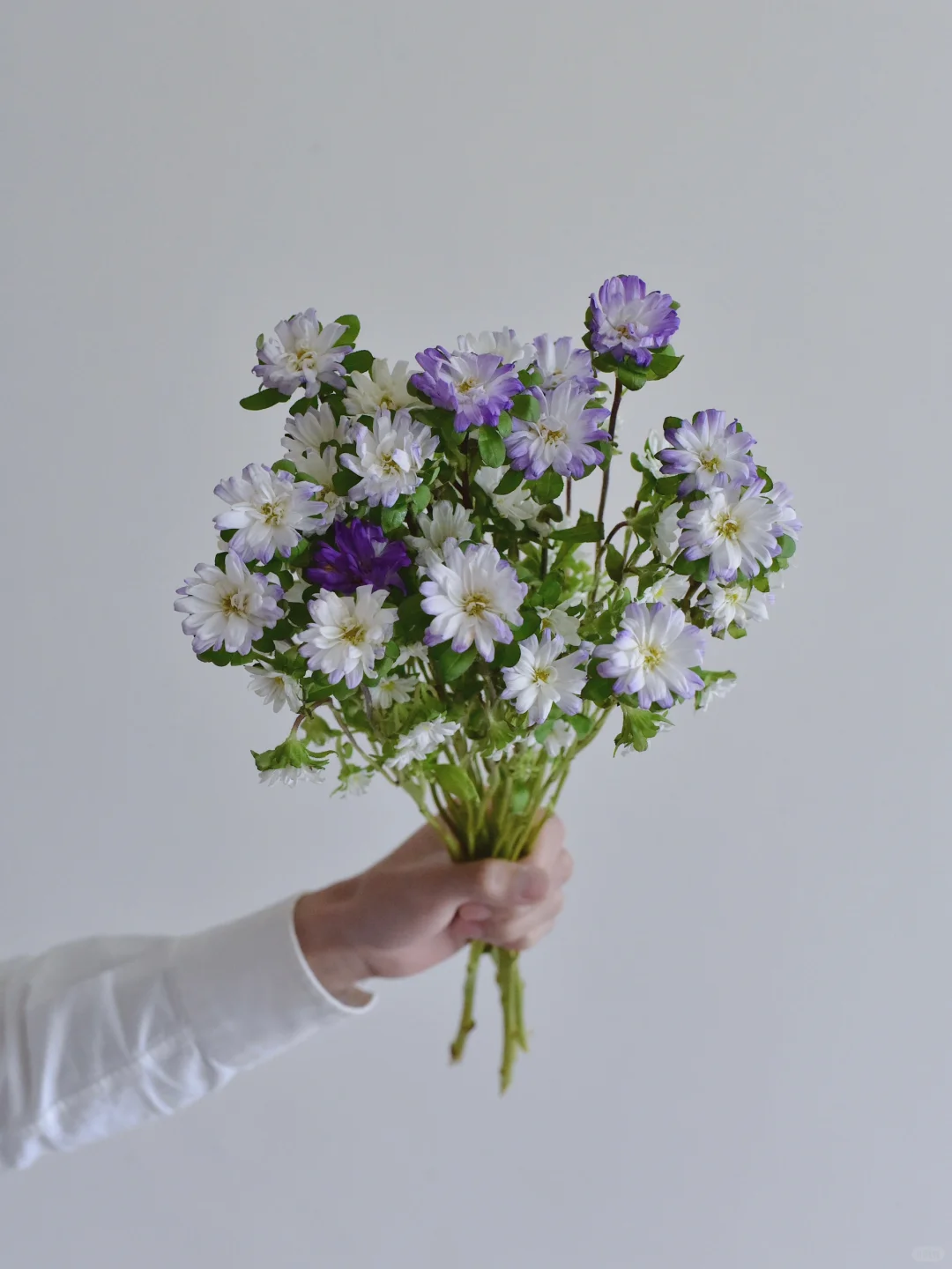 日本菊·Stella top blue