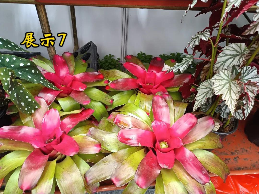 每日一花，之7，鸿运当头，好运连连