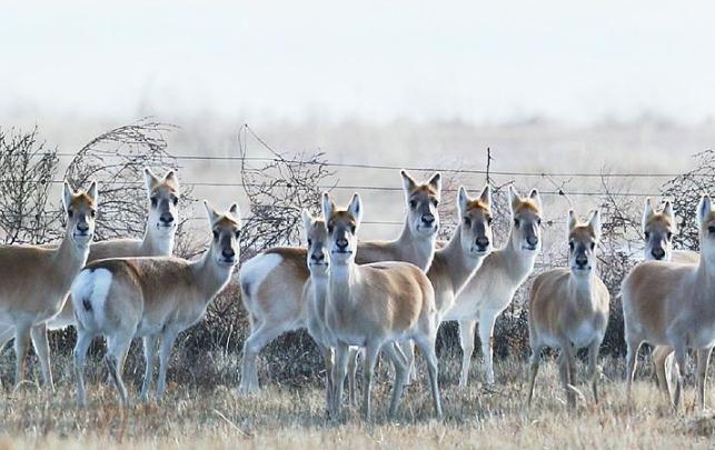 每年冬季，上万只黄羊从蒙古“偷渡”到内蒙古，让当地牧民苦不堪言，因为这么多黄羊是