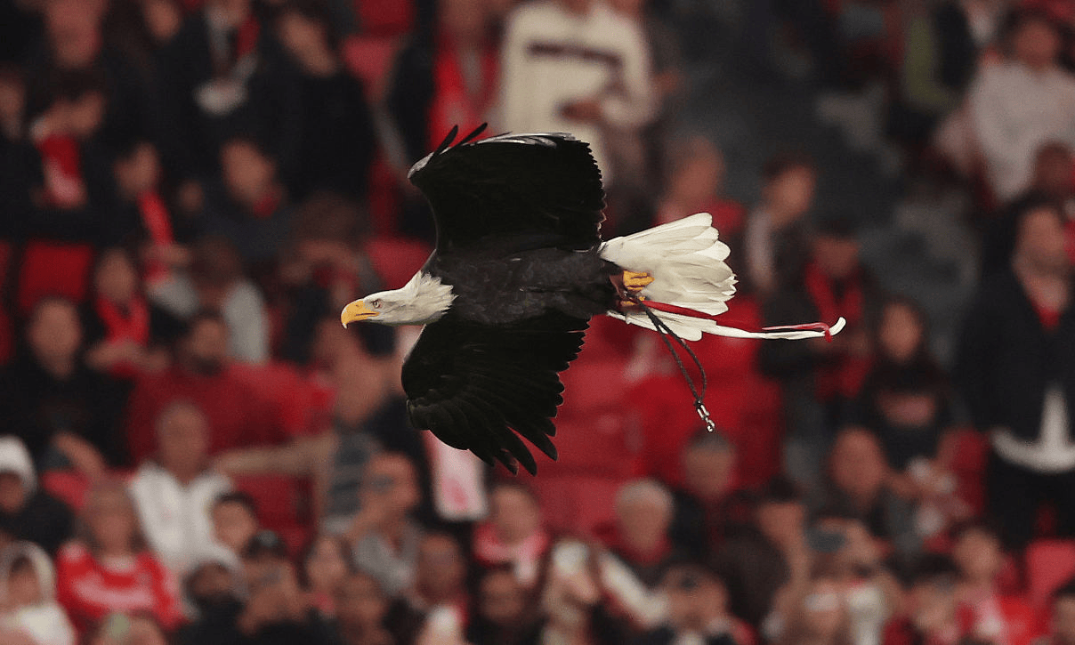 本菲卡官方：已收到通知；剩余2场禁赛需在欧战或国家队执行