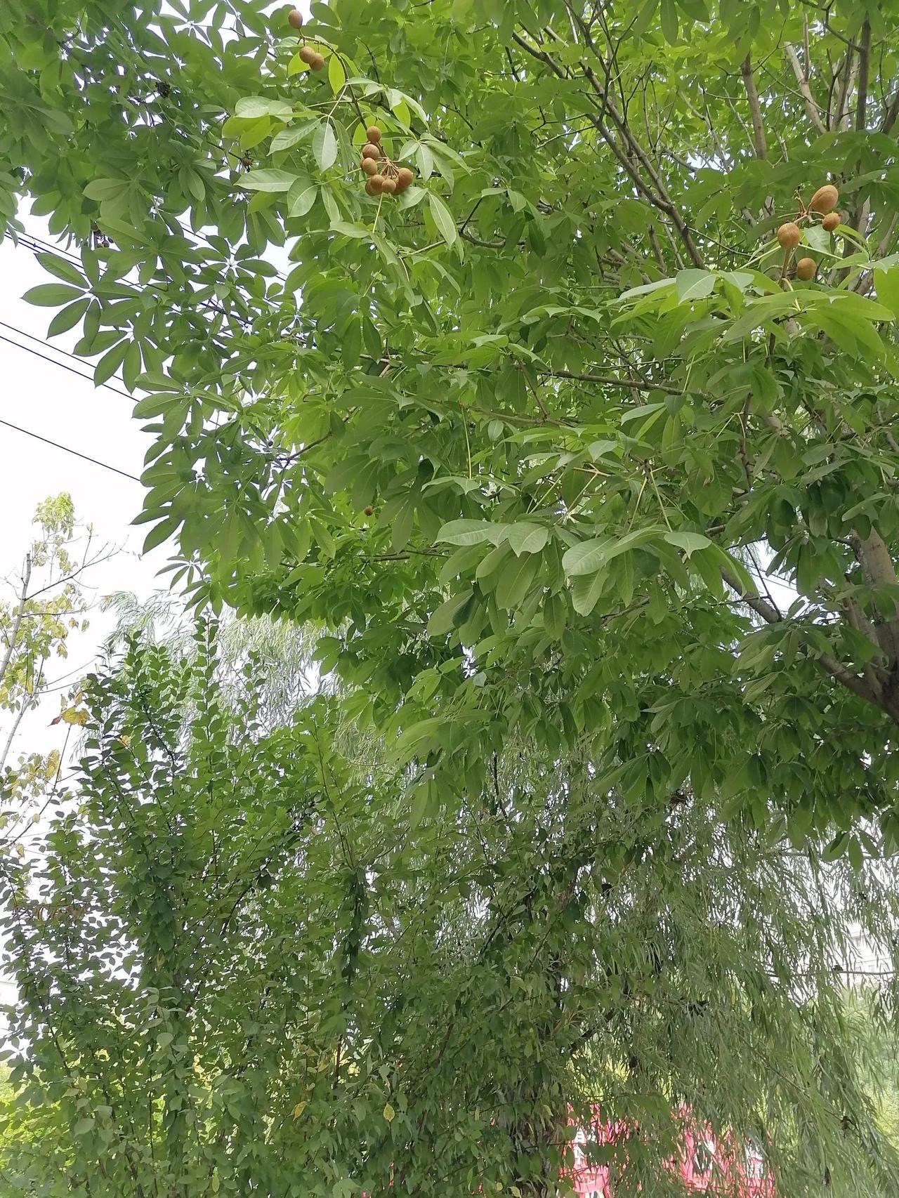  
卜算子
草
小草满山绿，
百草长势旺。
野草生命力顽强，
生长很茂盛。
牛羊