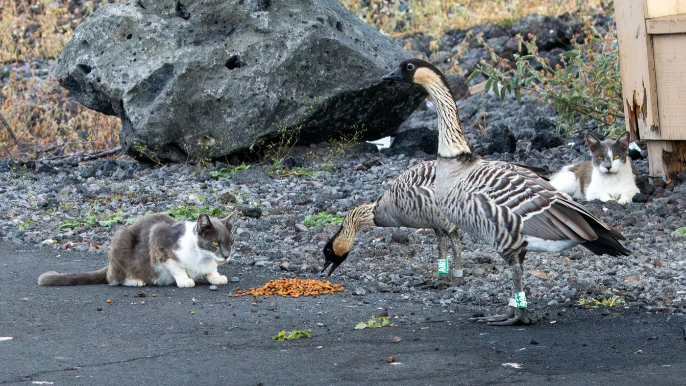 美国夏威夷大岛将从2026年起禁止在县属土地上投喂流浪猫，以保护本土濒危物种。岛