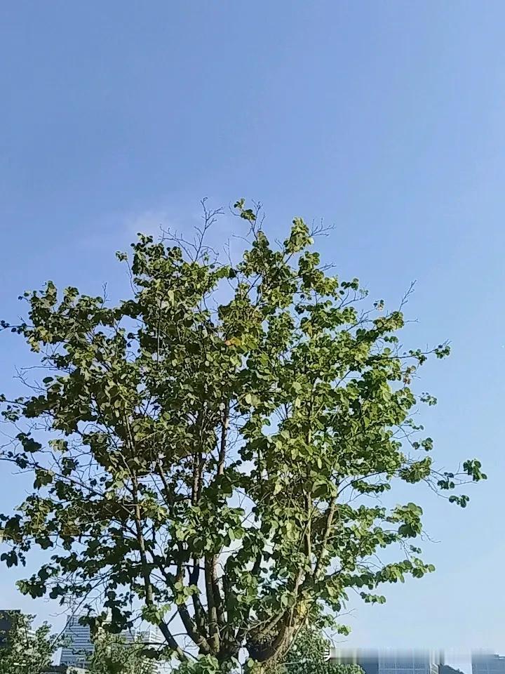 街道上，早起的行人脚步轻快，脸上洋溢着对新一天的期待。路边的花朵上，露珠在阳光的