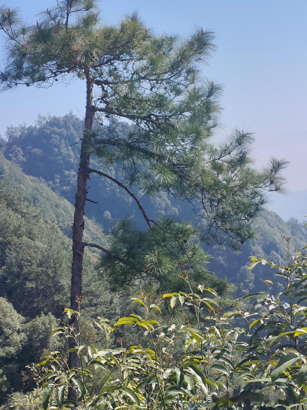 登山有感
松叶竹叶叶叶翠，
蝉声鸟声声声呜。
云锁山头山锁云，
天連水尾水連天。