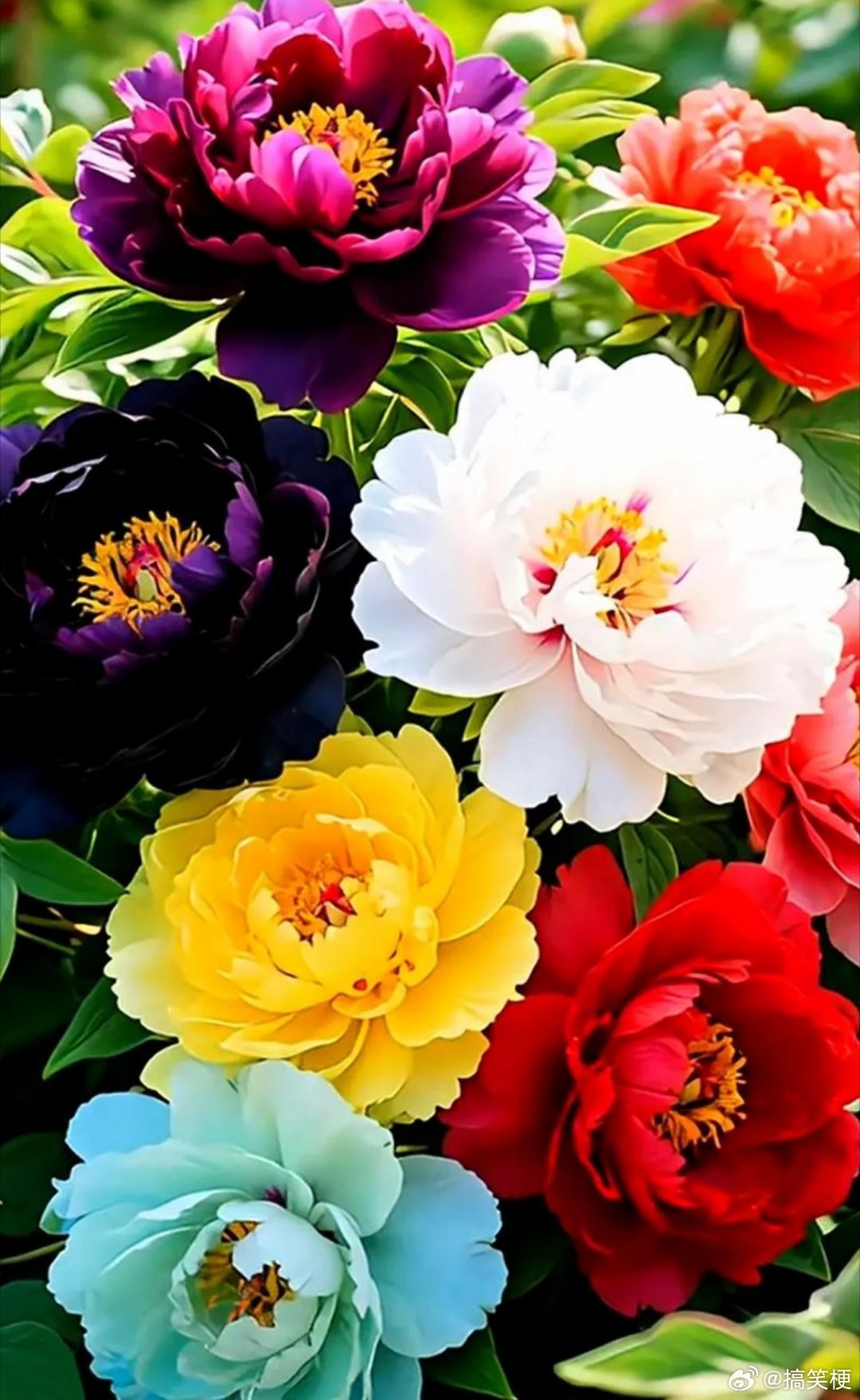 外籍友人组团来洛阳赏花四月洛阳繁花盛放，国色牡丹惊艳出圈🌺外籍友人组团奔赴花城