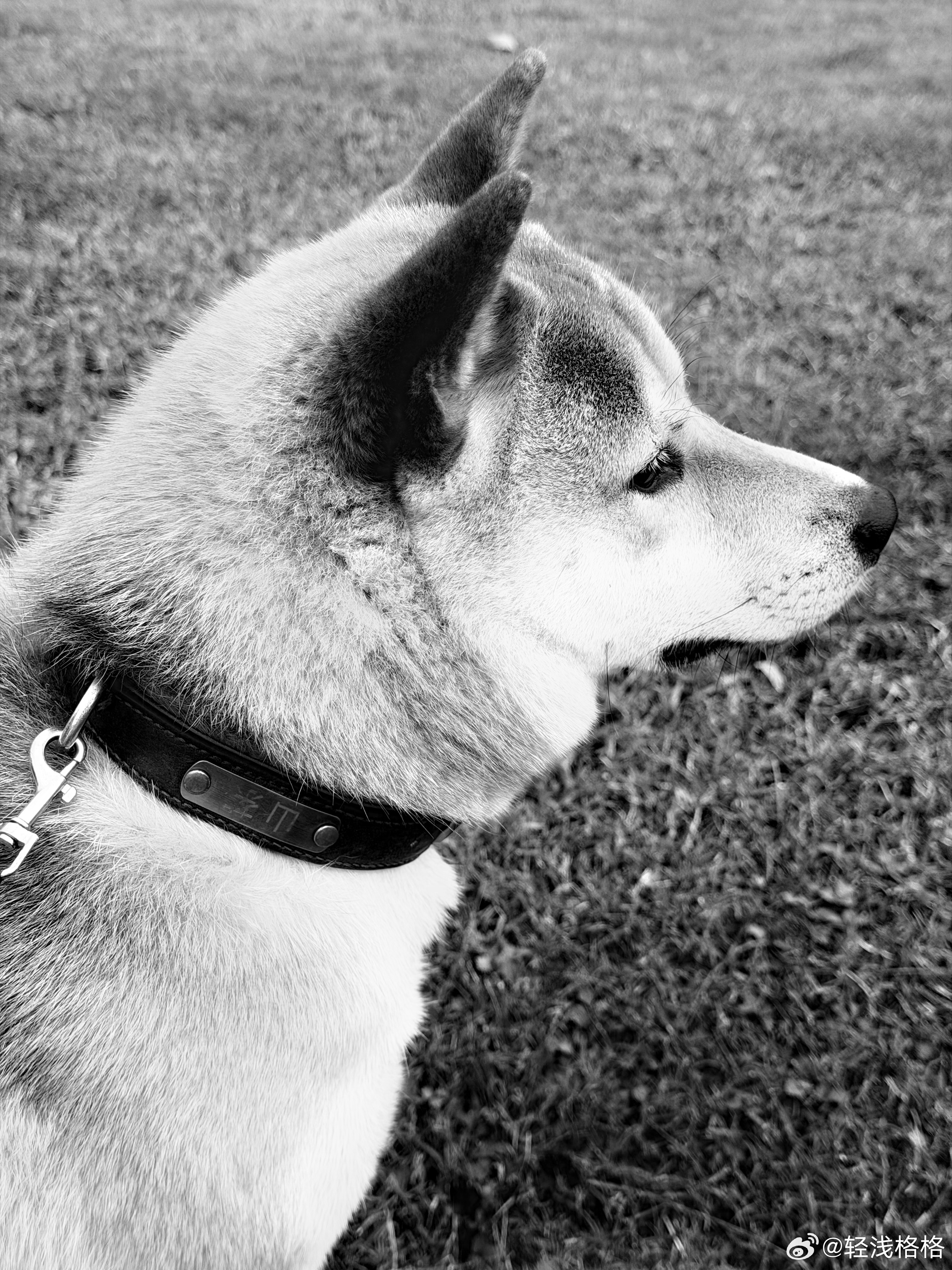 秋天里的两只🐶 ​​​