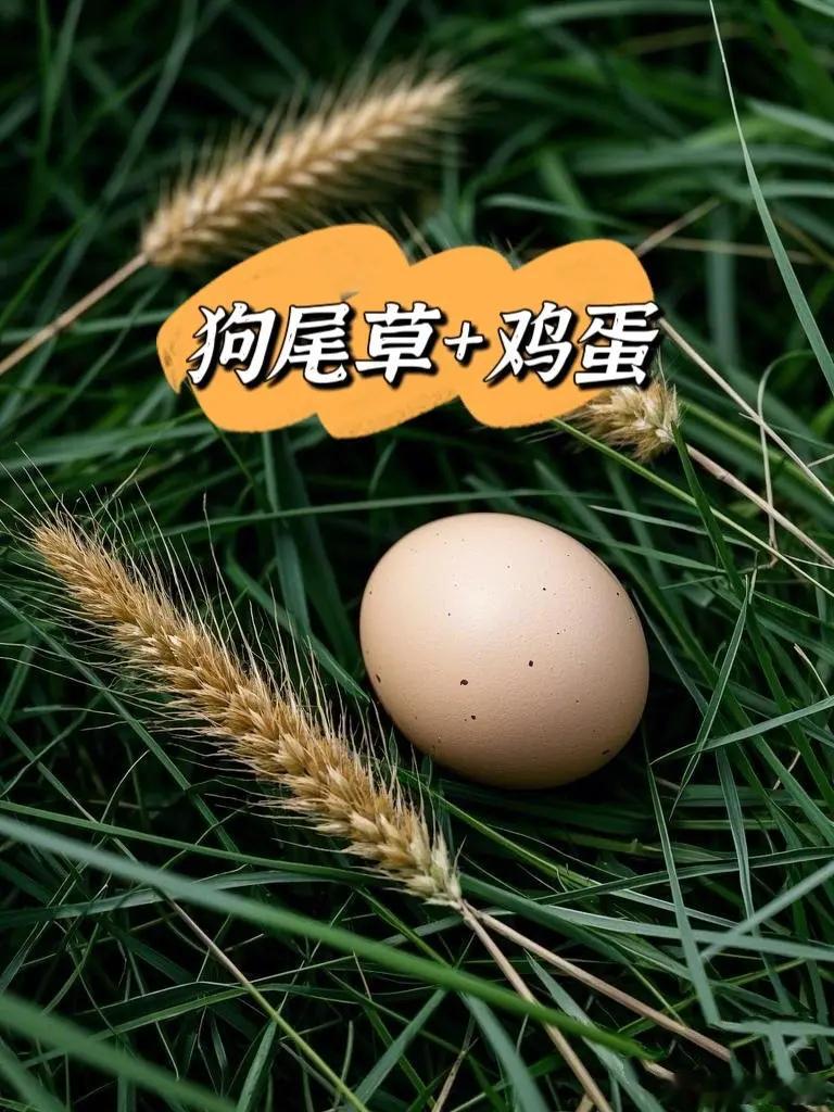 路边“狗尾巴草”加鸡蛋，竟是老祖宗的清补方！但吃错反伤身，关键一步别漏！这样搭配
