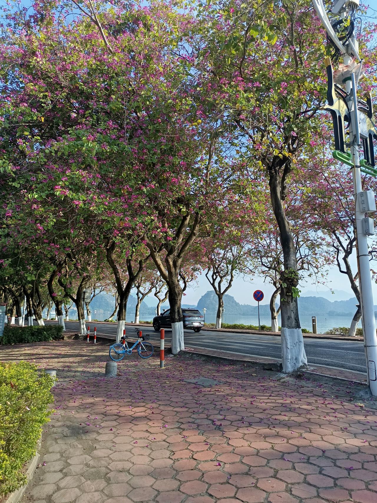 左边是裹蒸粽，右边是七星岩和鼎湖山


你敢相信吗？肇庆竟然拥有这两个宝贝
就是