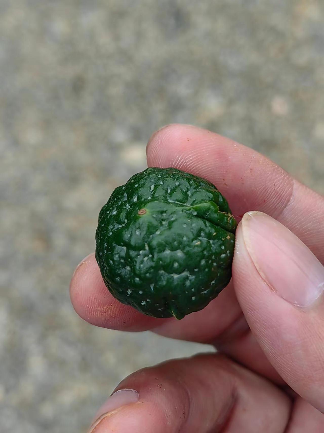 今年都是再打蚧壳虫。怎么办，这种情况？还有希望吗？能不能恢复过来？？？
