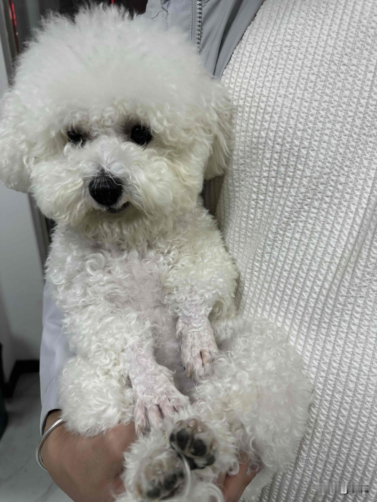 我家小狗子洗完澡后就不对劲了，三天都不吃狗粮，整天闷闷不乐地窝在狗窝里。我实在担